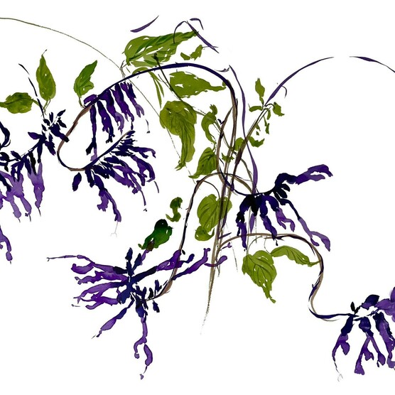 Abstract watercolor painting of intertwining vines with purple flower-like clusters and green leaves, against a stark white background.