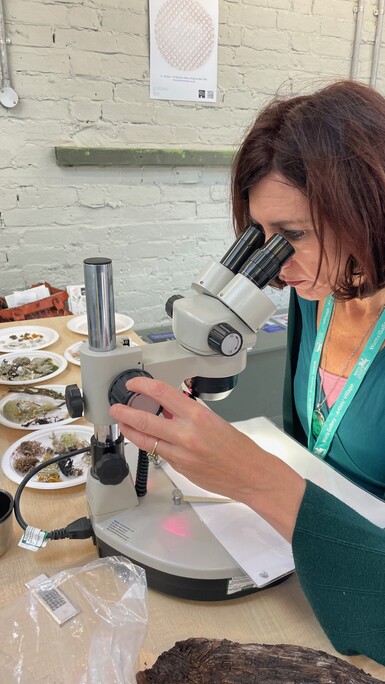 Photo of Kay Aplin looking through a microscope