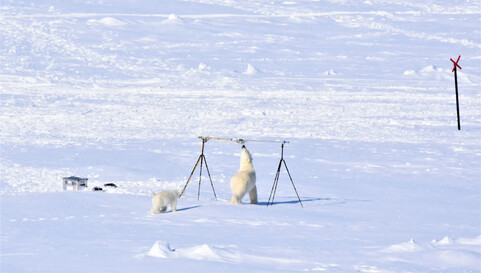 Photo of two polar bears investigating two tripods on the snow in the North Pole
