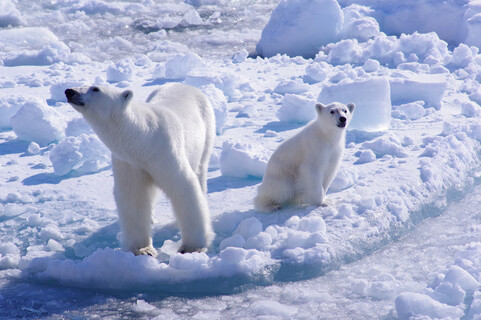 Photo of a mother polar bear and her cub on the ice in the North Pole