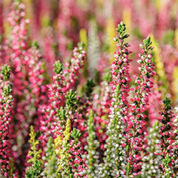 A close-up view of a field of blooming heather plants. The plants have vibrant pink, white, and yellow flowers.