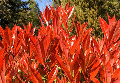 A close-up view of a Red Tip Photinia shrub with vibrant red foliage