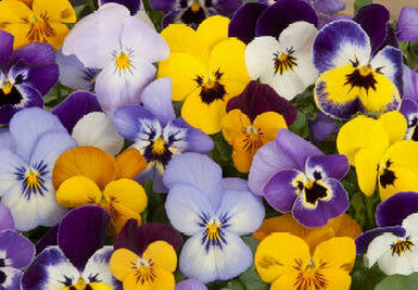 A close-up view of a colourful mix of Viola flowers. The flowers are in various shades of purple, yellow, and white with contrasting centres.