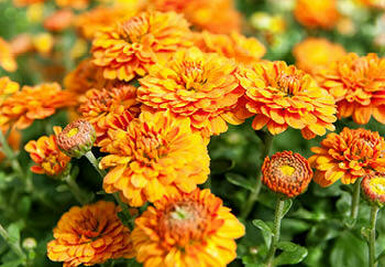 A close-up view of a cluster of vibrant orange Chrysanthemum flowers in full bloom.