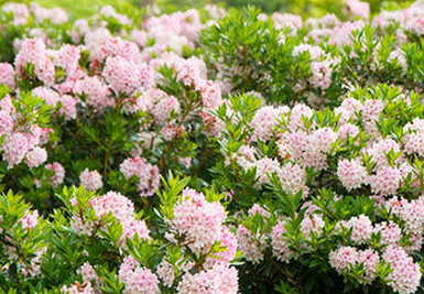 A close-up view of a Rhododendron 'Bloombux' shrub in full bloom. The shrub has dark green leaves and clusters of pale pink flowers.