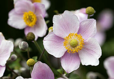 A close-up view of several Japanese Anemone flowers in bloom. The flowers are pale pink with yellow centres and are partially open