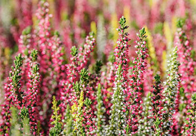 A close-up view of a field of blooming heather plants. The plants have vibrant pink, white, and yellow flowers.