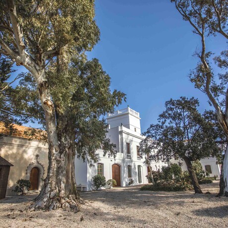Photo of the outside of the Fundació Mas Miró. The building is white with eucalyptus trees in the foreground.