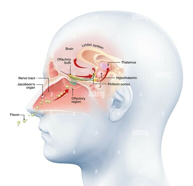 This is a 3d illustration showing the function of the olfactory sense on a human