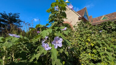 The purple flowers of a Chilean tree mallow are shown in front of the pointed roof of a building