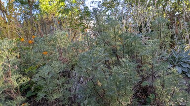 A range of green shrubs can be seen, one has small orange flowers