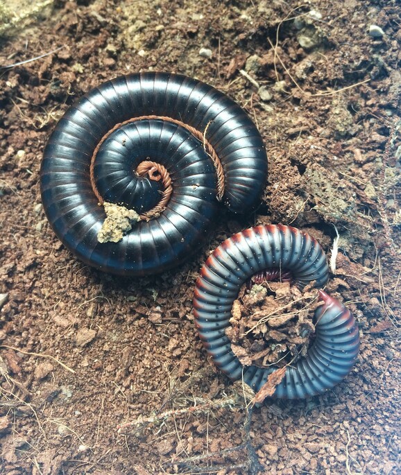 Two curled up centipedes