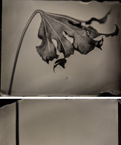 Black and white tintype image of a fig tree leaf