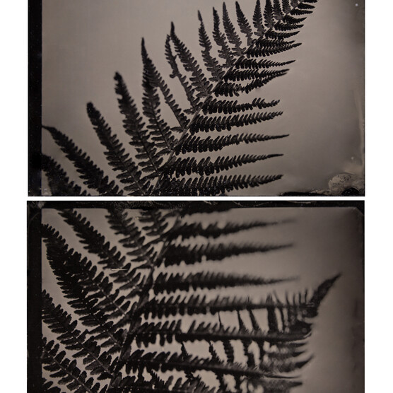 Black and white tintype image of a fern leaf