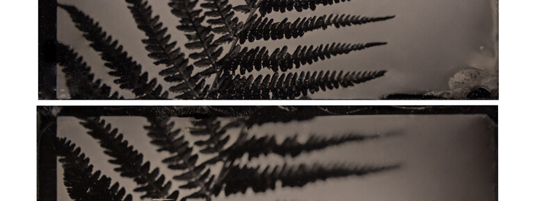 Black and white tintype image of a fern leaf