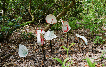 Photo of ceramic peace lily sculptures situated in a woodland setting, coming out of the ground