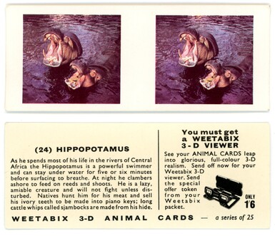 Above is two identical images of two hippos standing in a river with their mouths agape, underneath there is a description card explaining how to use a stereoscope and some facts about hippos