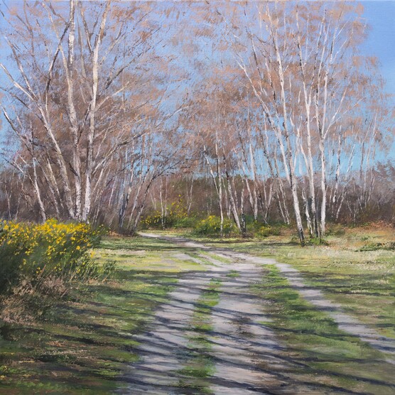 A sun dappled grassy path leads towards a cluster of Beech trees