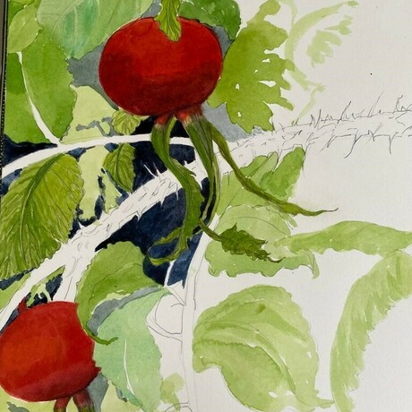 A watercolour sketch of a tomato vine