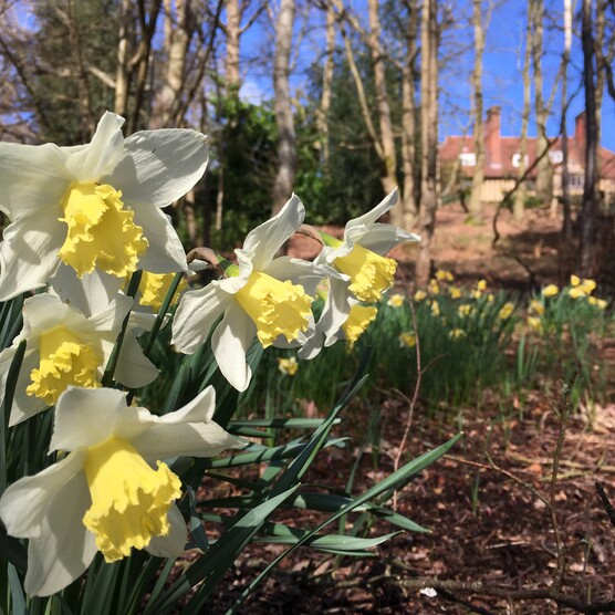 A close up of white and yellow daffodils in the woodlands at Limnerslease