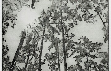 Etching of trees in a forest