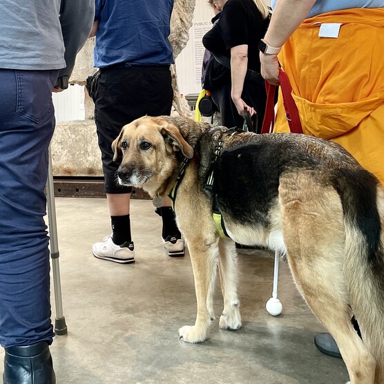A guide dog looks to the camera in the sculpture gallery, surrounded by people