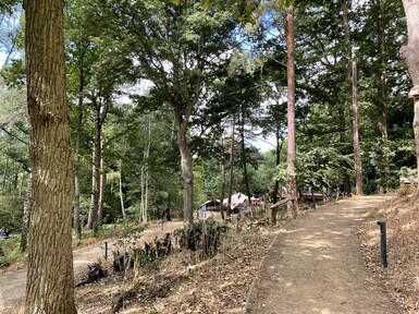 Limnerslease woodland path