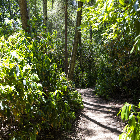 Woodlands in the summer