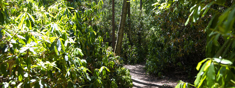 Woodlands in the summer