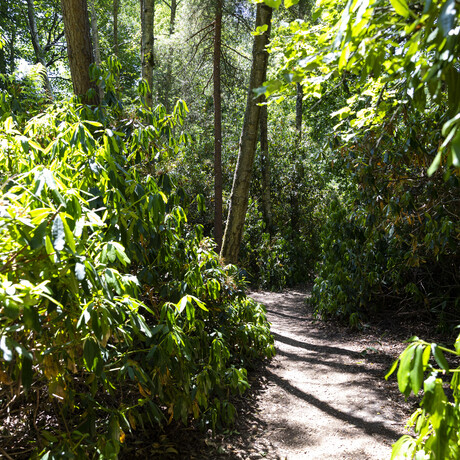 Woodlands in the summer