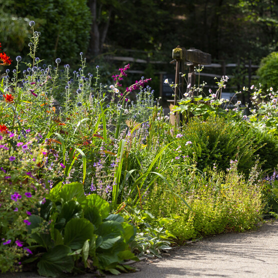 Brightly coloured flower bed in full bloom