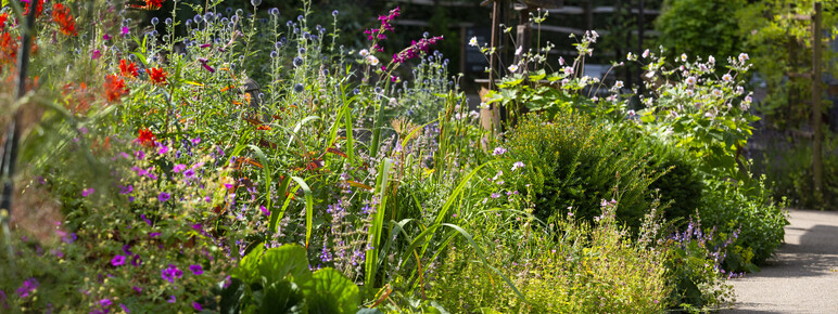 Brightly coloured flower bed in full bloom