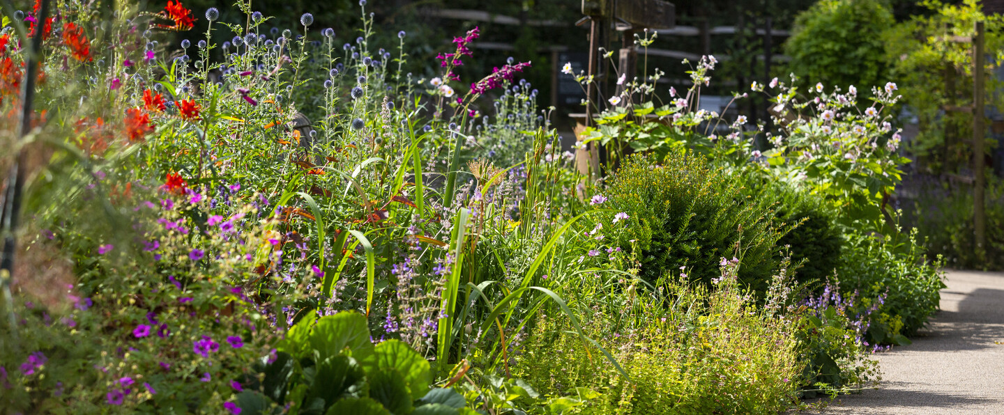 Brightly coloured flower bed in full bloom