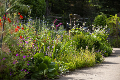 Brightly coloured flower bed in full bloom