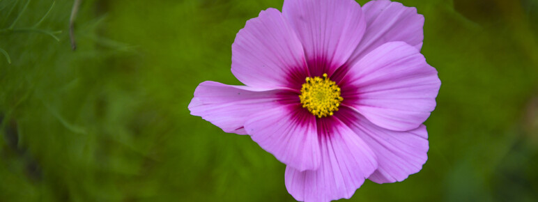 Close up of pink flower