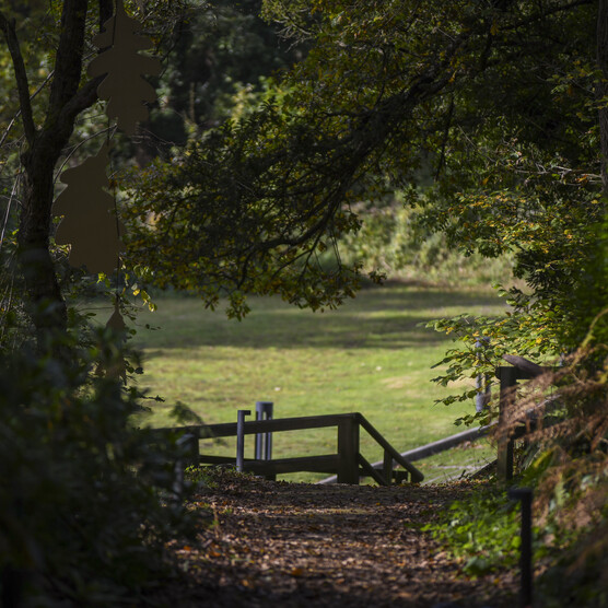 Woodland path surrounded by trees