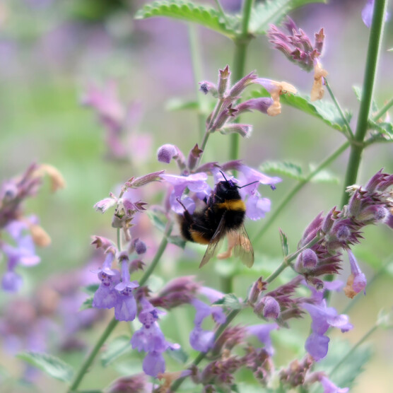 A bee on lavender