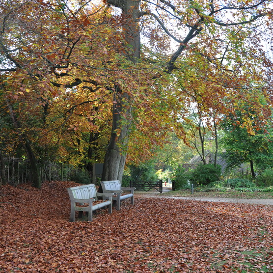 A bench underneath a tree with leaves on the ground