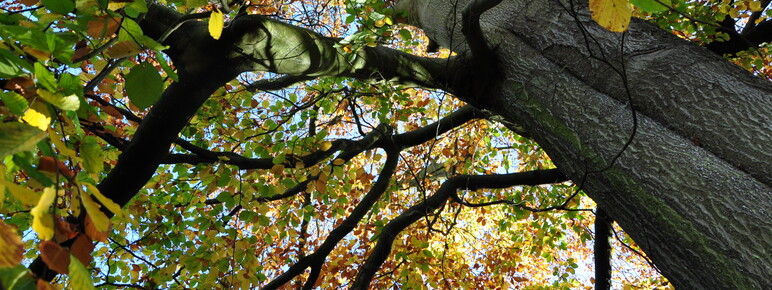 A view looking up at a tree with trunk and yellow-toned leaves