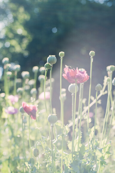 Close up of poppy flowers with lens flare