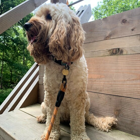 Cockapoo dog sits on Bench 1